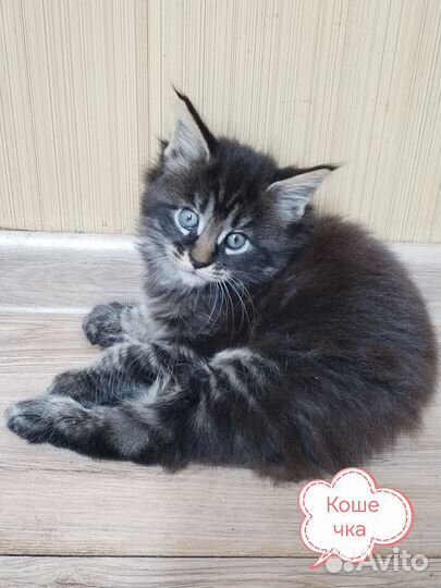 Котята мейн-кун