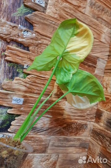 Сингониум Орм тонг