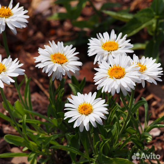 Садовые многолетники