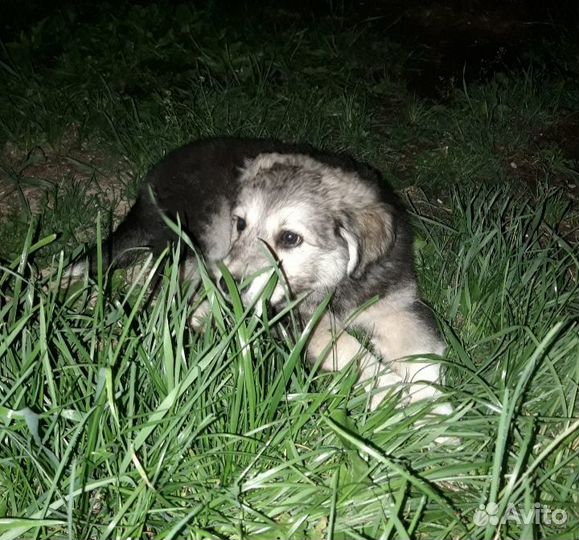 Щенок крупный