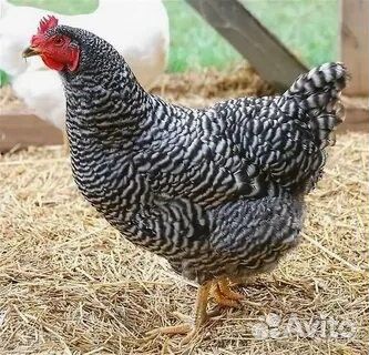 Цыплята доминанты