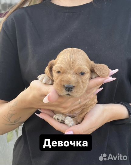 Английский кокер спаниель