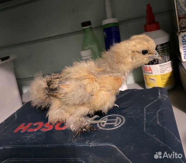 Цыплята Китайские шелковые