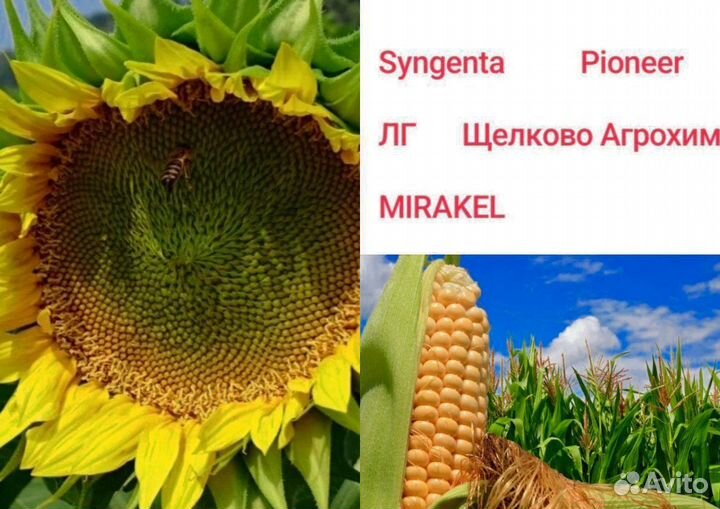 Семена подсолнечника кукурузы и рапса