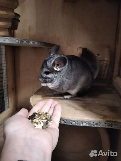 Шиншиллы с витриной