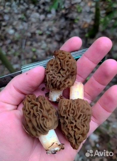 Гриб сморчок