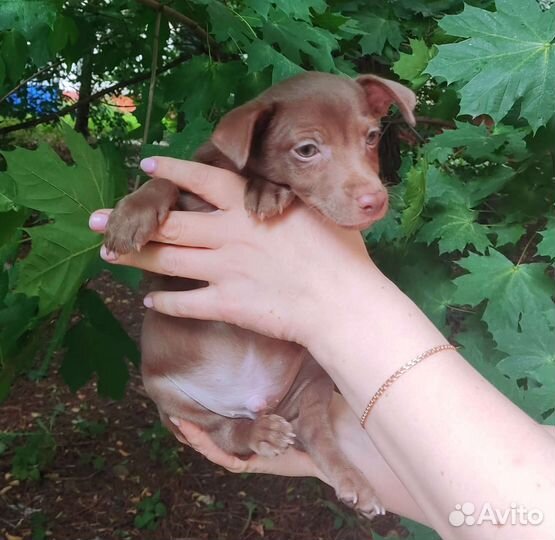 Ксолоитцкуинтли/Мексиканская голая собака