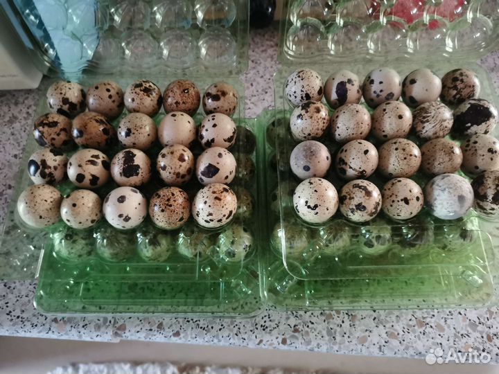 Яйца перепелиные инкубационные и домашние