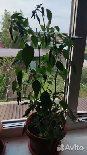 Рассада острого комнатного перца