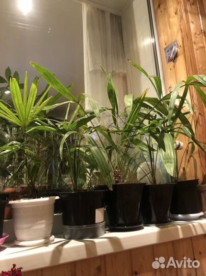 Пальма трахикарпус цветы растения