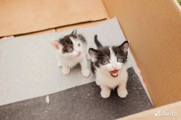 Кошки в добрые руки