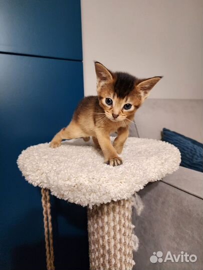 Абиссинская