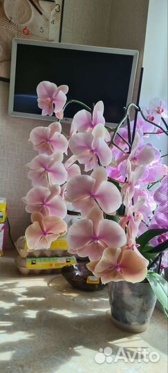 Орхидея фаленопсис