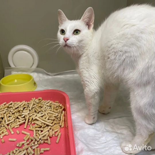 Русская белая в добрые руки