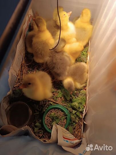 Два весёлых гуся, яйцо