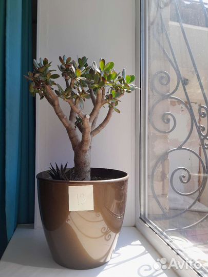 Толстянка (денежное дерево)