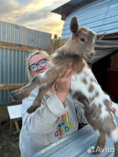 Козлята козы камеруно-нигерийские, камори