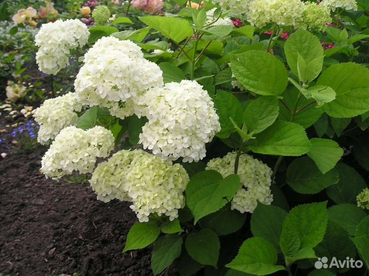 Гортензия, форзиция, астильбы, флоксы