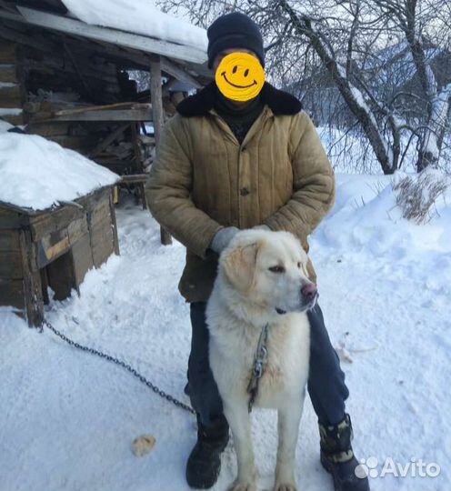 Метис алабая