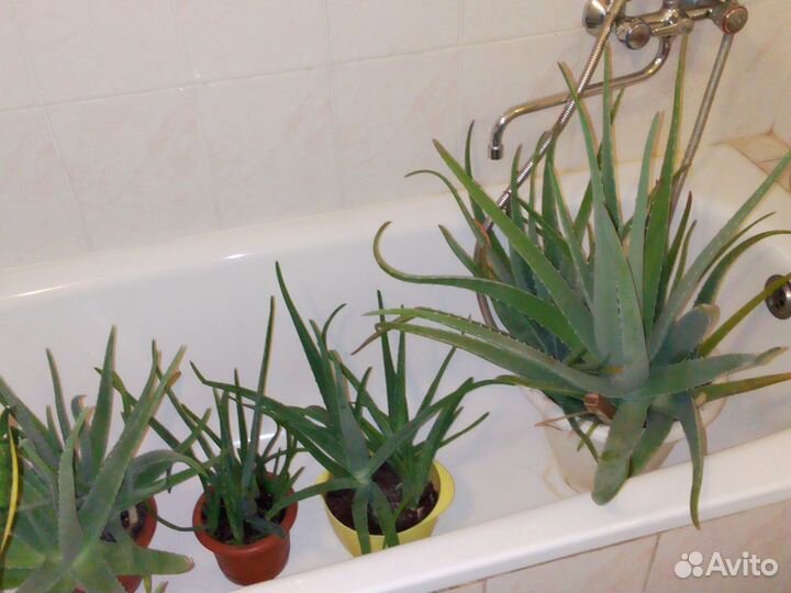 Алоэ вера растение