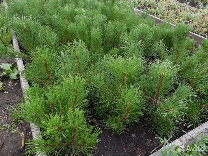 Сосна горная 