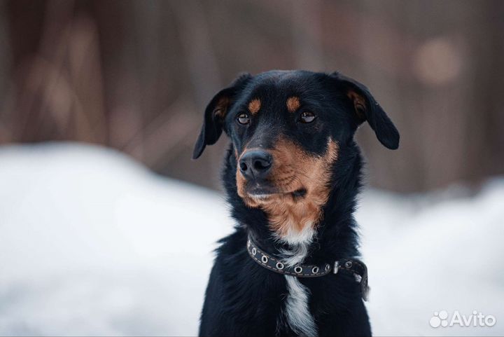 Собака в добрые руки