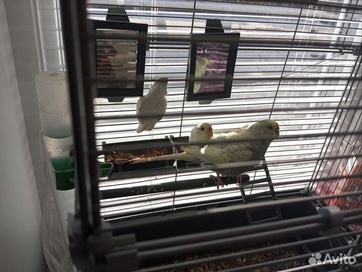 Волнистый попугай с клеткой