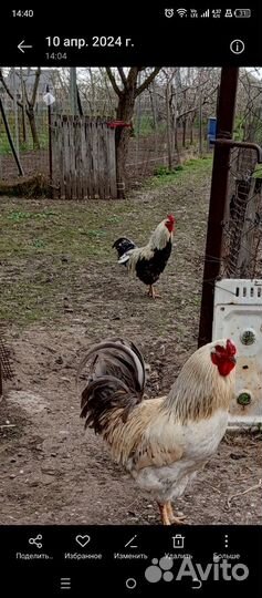 Домашние куриные яйца