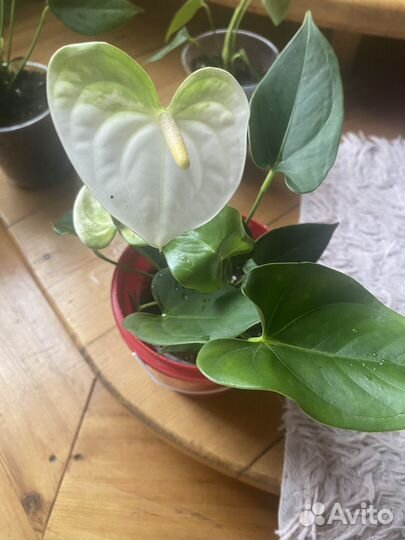 Антуриум Намора