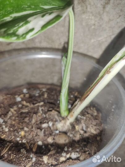 Монстера вариегатная альба