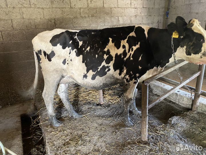 Корова стельная дойная