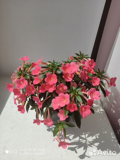 Гиппеаструм амариллис