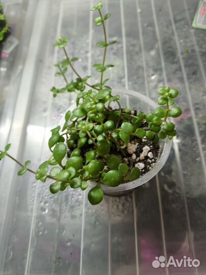 Многолетники