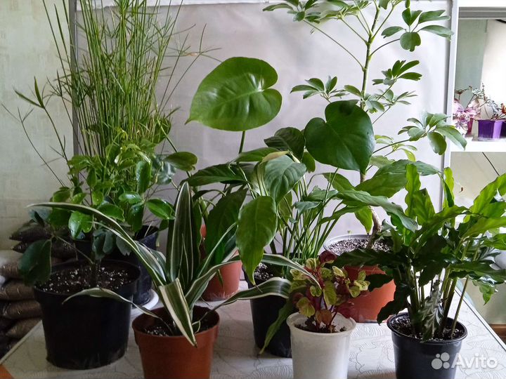 Комнатные растения цветы