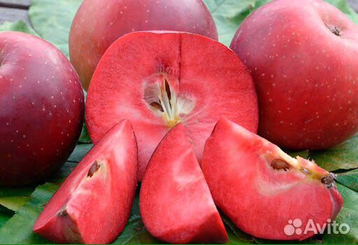 Саженцы яблони красномясой