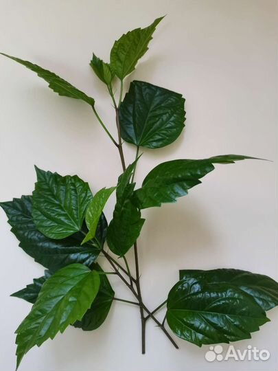 Черенки цветов