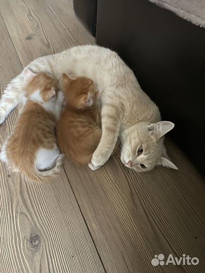 Котята