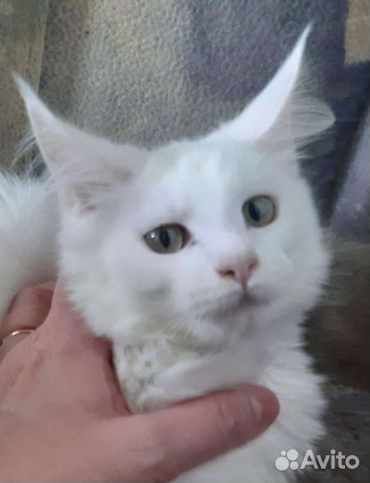 Котята мэйн-кун