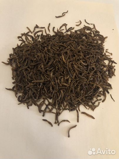 Мучной червь