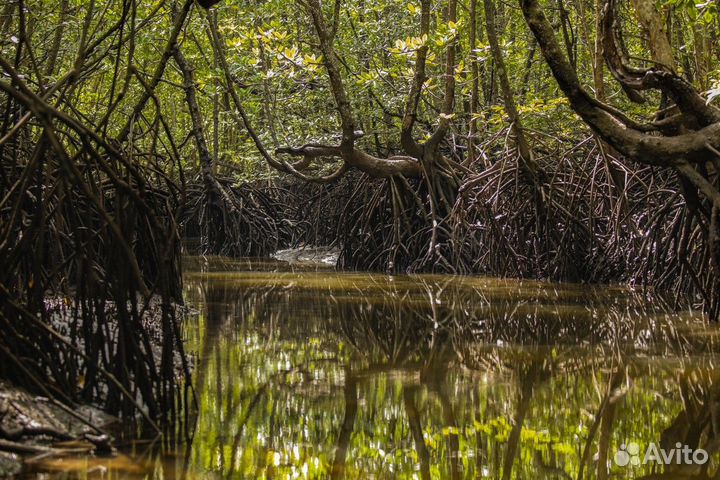 Экскурсия — Лангкави — На моторной лодке по природ