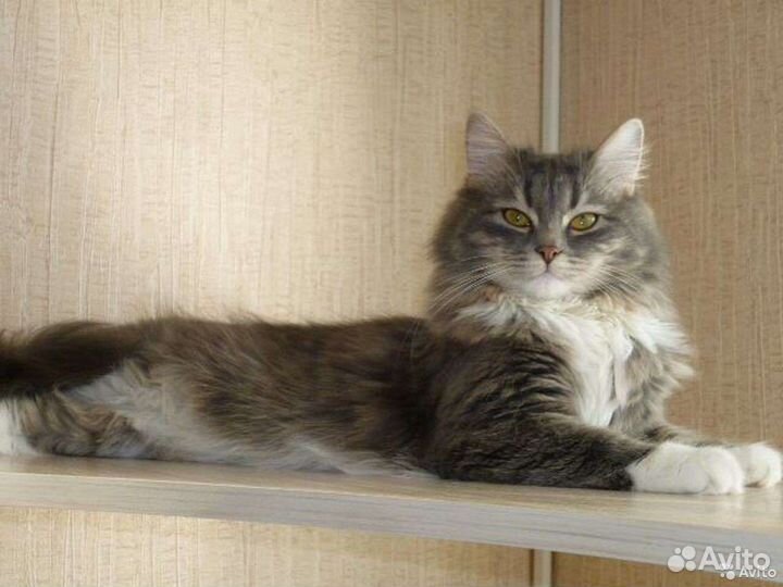 Передержка кошек