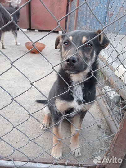 Щенок девочка