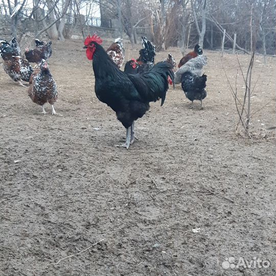 Куры петухи