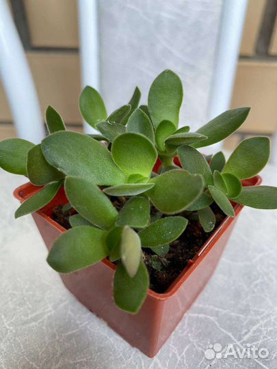 Крассула Мани Майкер