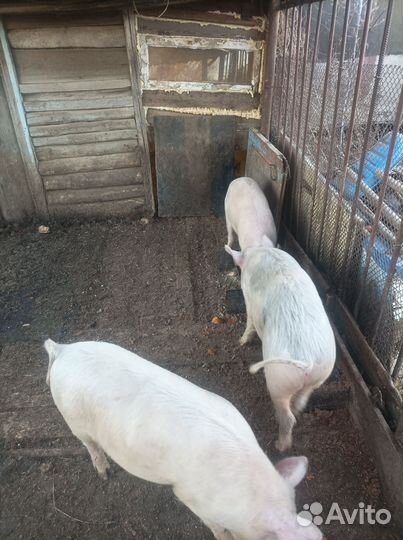 Свиньи на доращивания