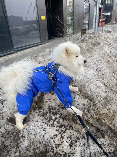 Дождевик для собак
