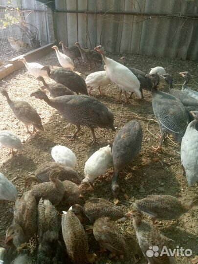 Цыплята цесарки