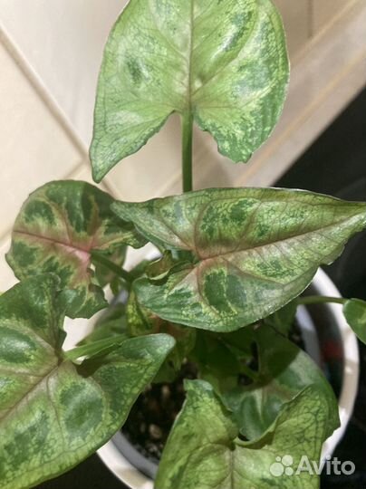 Сингониум Тиффани, Кристмас