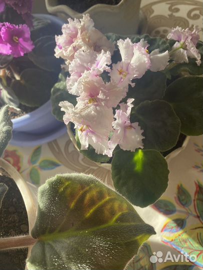 Фиалка в горшках