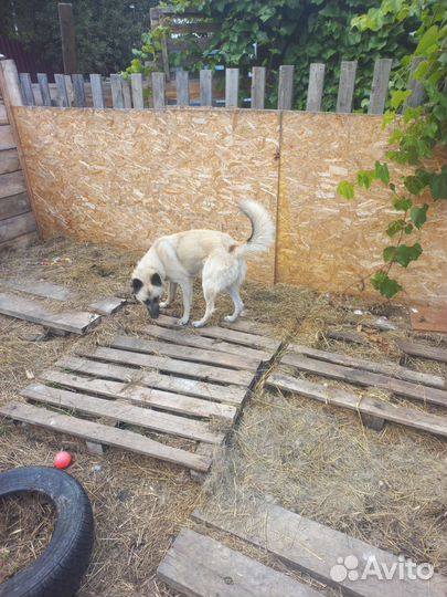 Долговременная передержка кошек и собак